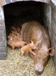 The Pig and Piglets