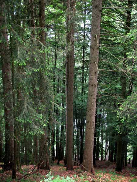 Harder Kulm,Trees
