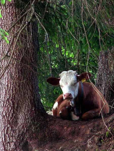 Cow,Tree