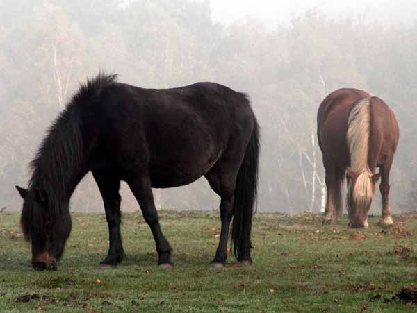 Animals,Ponies,Horses