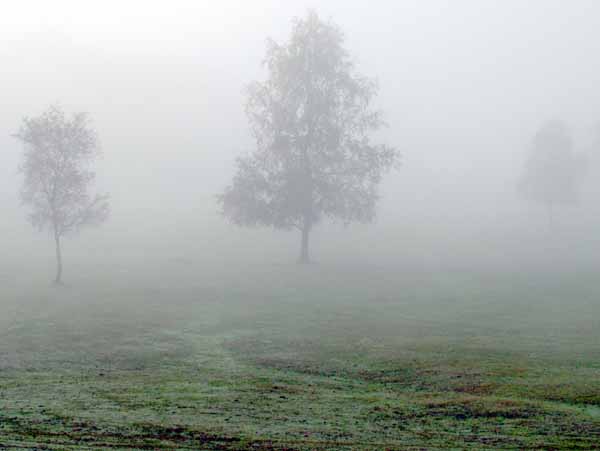 Trees