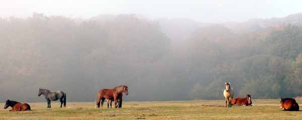 Animals,Ponies,Horses