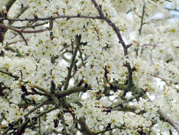 Wimborne,Pamphill,Eye Mead,Flowers,Blossom,Blackthorn