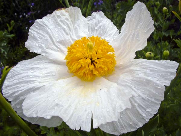 Japanese Anemones,Flowers
