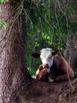 A Tree Climbing Cow