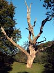 Dead Tree Eyeworth