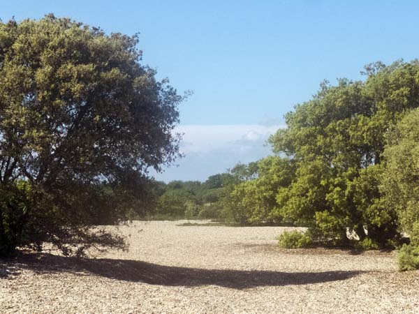 Beach,Trees,Browndown,Gosport