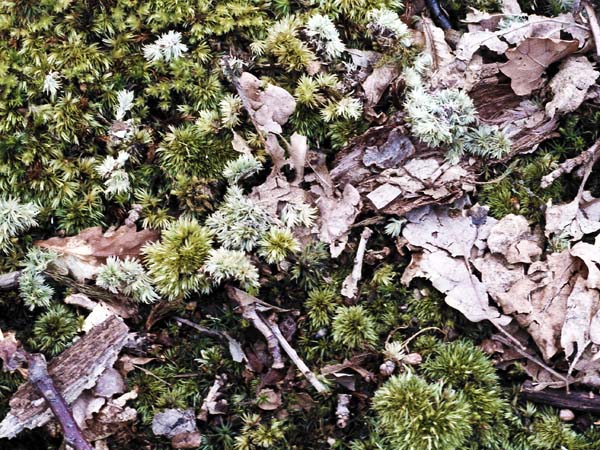 Mill Lawn,Moss,Bark