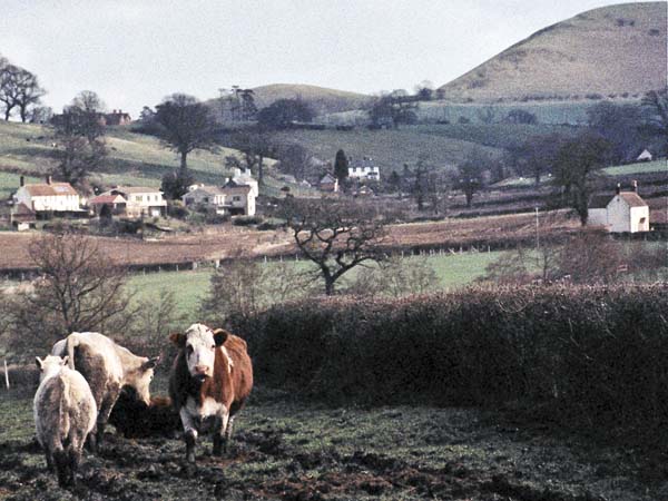 Cley Hill,Cows,Animals