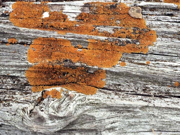 Tree,Bark,Lichen