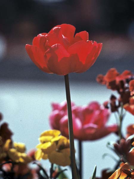 Flower,Tulip