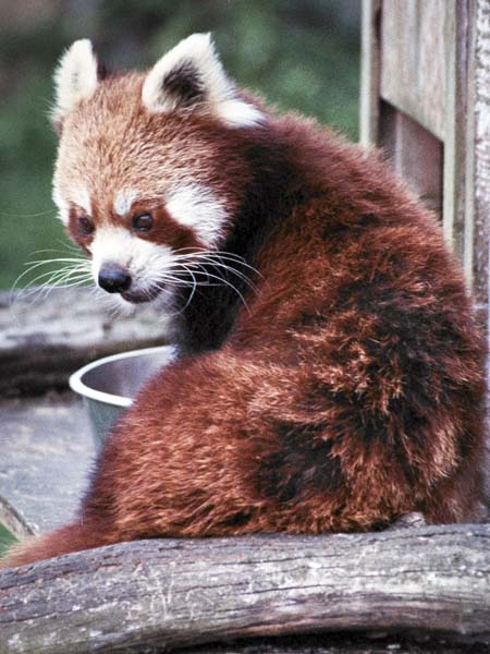 Cotswold Wildlife Park,Animal,Red Panda