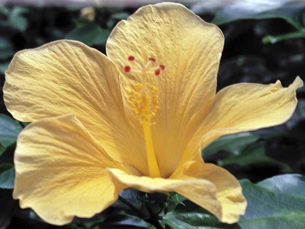 Yellow Hibiscus Flower