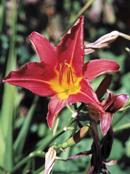 Flower,Red Lily