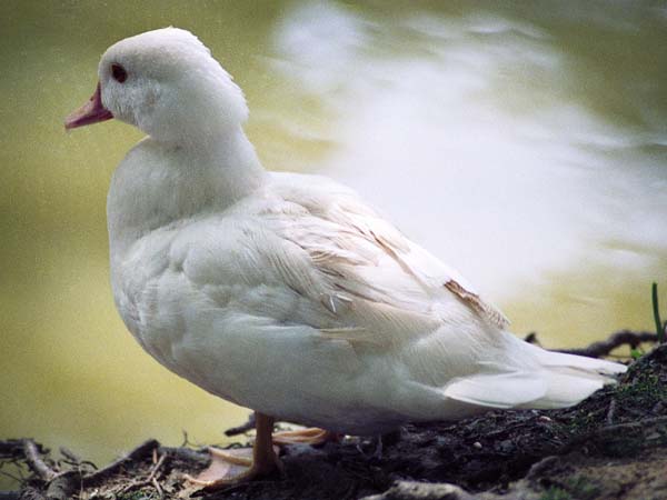 Bentley Wildfowl Trust,Bird,White Duck