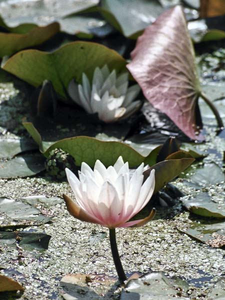 Flower,Water Lily,Nymphaea
