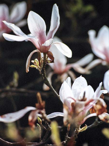 Flower,Magnolia