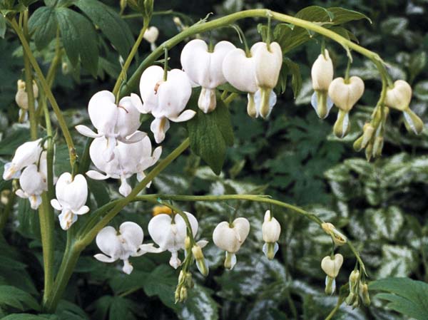 Flowers,Dicentra,Lamprocapnos spectabilis,Alba,Bleeding Heart