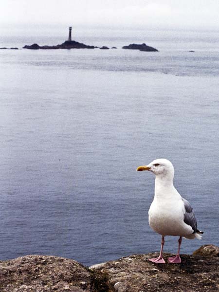 Bird,Gull,Seagull,Longships Lighthouse,Rocks