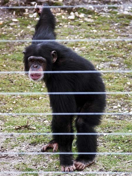 Chimpanzee,Monkey World,Wareham
