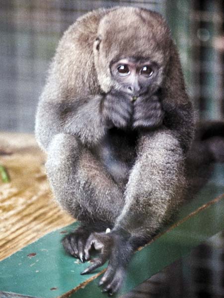Woolly,Monkey,World,Wareham
