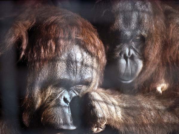Orang-utans,Monkey World,Wareham