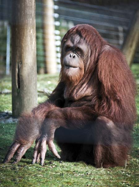 Orang-utan,Monkey World,Wareham