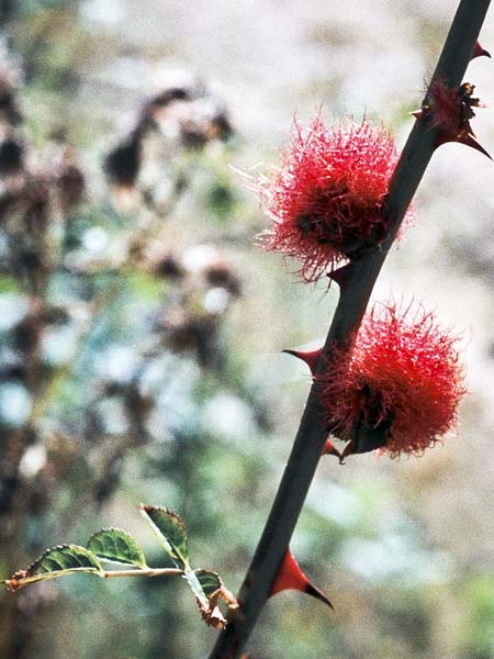 Robin's Pincushion Gall,Diplolepis rosae