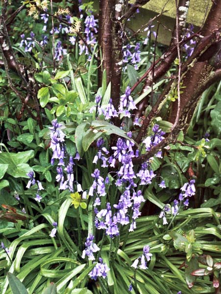 Bluebells