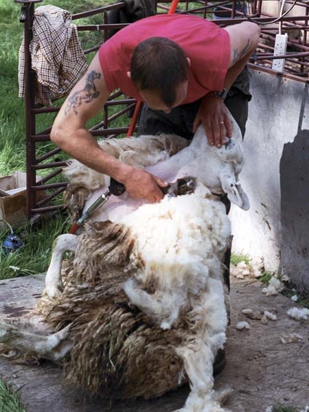 Sheep Shearing,Craft