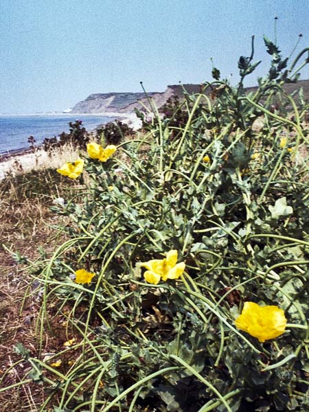 Dinas Dinlle,Yellow-horned Poppies,Glaucium flavum,Cliffs