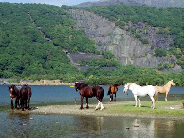 Llanberis,Animals,Horses,Lake,Llyn Peris