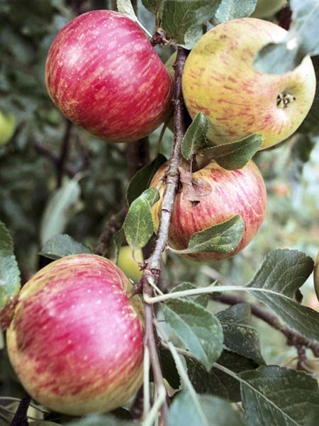 Fruit,Apple,Apples