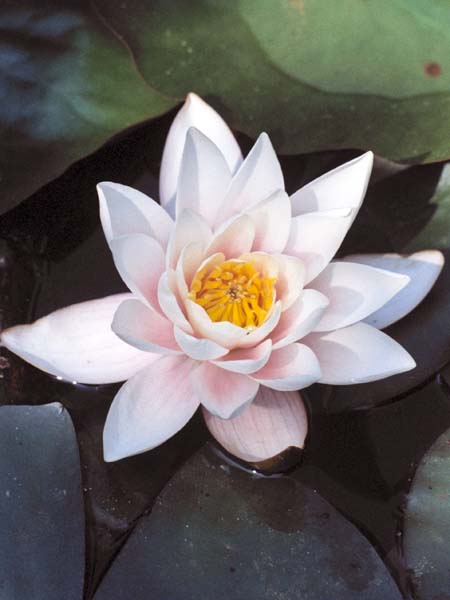Flower,Water Lily,Nymphaea
