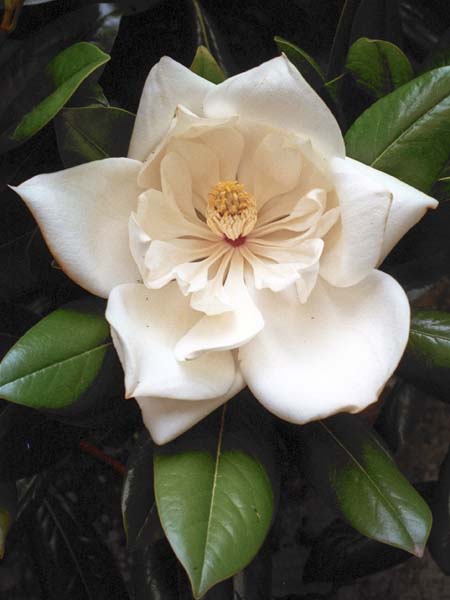 Flower,Magnolia,Grandiflora