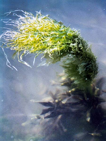 Kimmeridge,Seaweed,Purbeck
