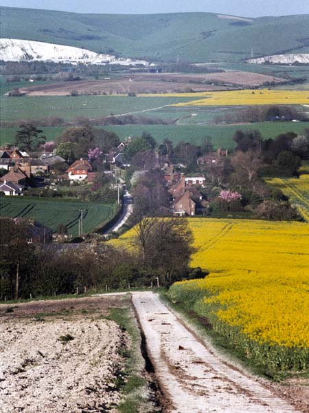 Lewes,Swanborough,Rape Seed