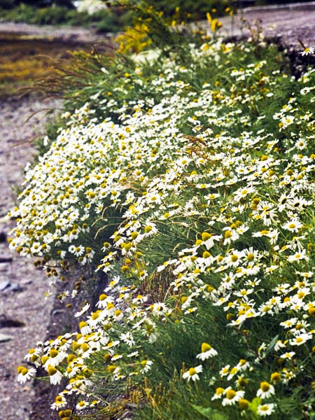 Valentia Island,Oilean Dairbhre,Knightstown,Knights Town,Knight's Town,An Chois,Flower,Daisies