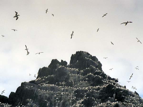 Small Skellig,Sceilig Bheag,Birds,Gannets
