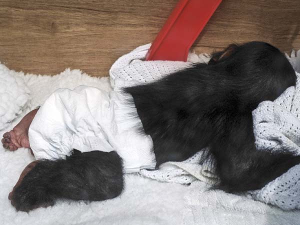 Wool,Monkey World,Chimpanzee,Chimp