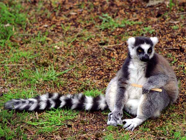 Wool,Monkey World,Ring-tailed Lemur