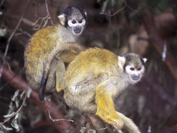 Wool,Monkey World,Spider Monkeys