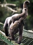 Woolly Monkey and Baby