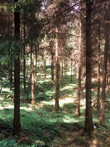 Glenmalure,Trees