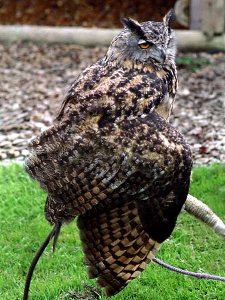 Hailsham,Knockhatch Adventure Park,Bird,Eurasian Eagle-owl,Bubo bubo