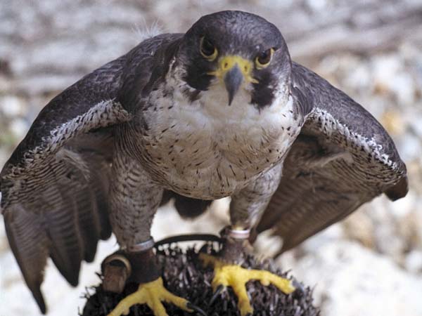 Hailsham,Knockhatch Adventure Park,Bird of Prey,Peregrine Falcon,Falco peregrinus