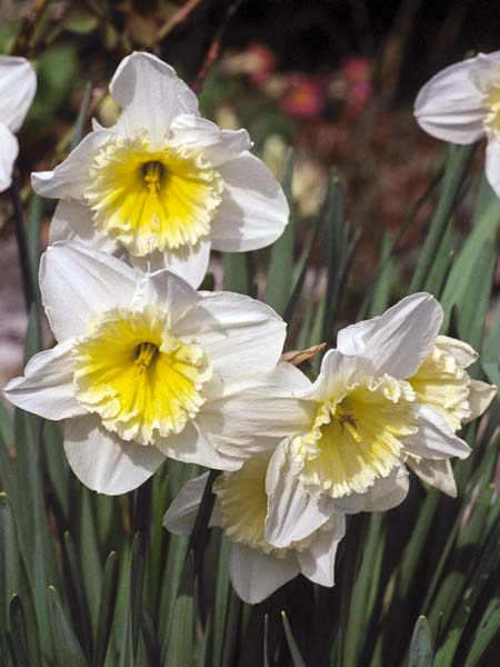Flowers,Daffodils