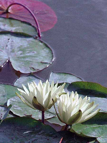 Flowers,Nymphaea alba,Water Lilies