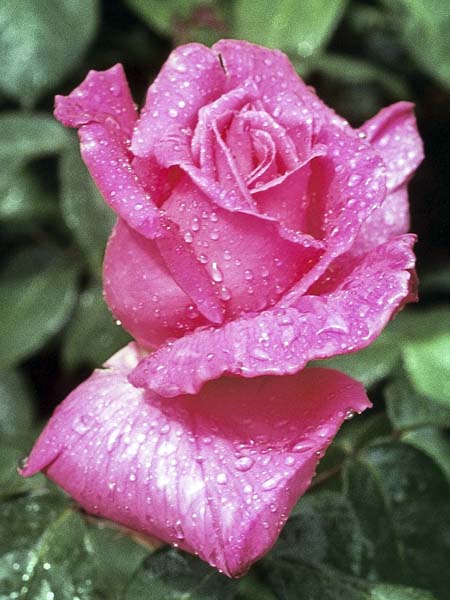 Flower,Rose