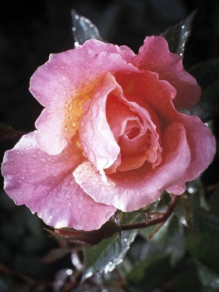 Flower,Rose